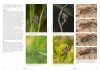 Field Guide to the Robberflies of the Netherlands and Belgium
