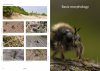 Field Guide to the Robberflies of the Netherlands and Belgium