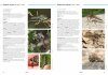 Field Guide to the Robberflies of the Netherlands and Belgium