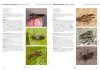 Field Guide to the Robberflies of the Netherlands and Belgium