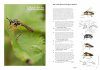 Field Guide to the Robberflies of the Netherlands and Belgium