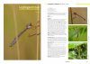 Field Guide to the Robberflies of the Netherlands and Belgium