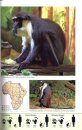 Stuarts' Field Guide to the Larger Mammals of Africa