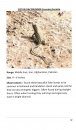 Reptiles and Amphibians of Afghanistan