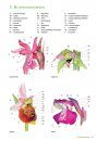 Basisgids Orchideeën [Basic Guide to Orchids]