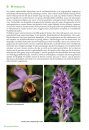 Basisgids Orchideeën [Basic Guide to Orchids]
