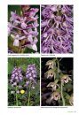 Basisgids Orchideeën [Basic Guide to Orchids]