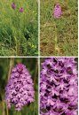 Basisgids Orchideeën [Basic Guide to Orchids]