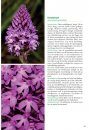 Basisgids Orchideeën [Basic Guide to Orchids]