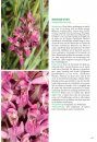 Basisgids Orchideeën [Basic Guide to Orchids]