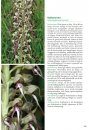 Basisgids Orchideeën [Basic Guide to Orchids]