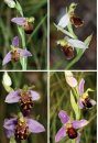 Basisgids Orchideeën [Basic Guide to Orchids]