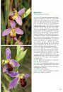 Basisgids Orchideeën [Basic Guide to Orchids]