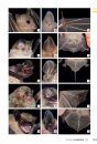 Veldgids Vleermuizen van Europa [Bats of Britain and Europe]