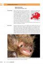Veldgids Vleermuizen van Europa [Bats of Britain and Europe]