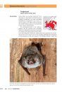 Veldgids Vleermuizen van Europa [Bats of Britain and Europe]