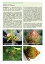 Plantengallen [Plant Galls]