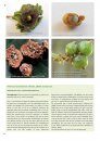 Plantengallen [Plant Galls]