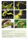 Plantengallen [Plant Galls]