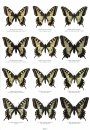 Butterflies of the World, Part 45: Papilionidae XVI: Illustrated Checklist of Papilio machaon-Group, Iphiclides podalirius, and Papilio alexanor