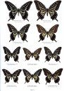 Butterflies of the World, Part 45: Papilionidae XVI: Illustrated Checklist of Papilio machaon-Group, Iphiclides podalirius, and Papilio alexanor