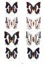 Butterflies of the World, Part 46: Nymphalidae XXVI: The Genus Polyura (2-Volume Set)