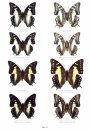 Butterflies of the World, Part 46: Nymphalidae XXVI: The Genus Polyura (2-Volume Set)