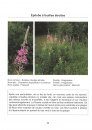 Fleurs et Plantes Sauvages De la Région Boréale du Québec et de l'Ontario [Wild Flowers and Plants of the Boreal Region of Quebec and Ontario]