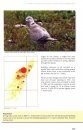 The Birds of Colonsay and Oronsay
