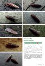 Basisgids Slakken [Basic Guide to Slugs]