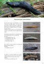 Basisgids Slakken [Basic Guide to Slugs]