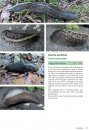 Basisgids Slakken [Basic Guide to Slugs]