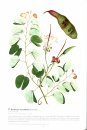 Botanical Art from India