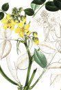 Botanical Art from India