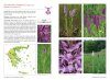 Atlas of the Greek Orchids (2-Volume Set) [Greek]