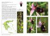 Atlas of the Greek Orchids (2-Volume Set) [Greek]