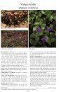 Medicinal Plants of the World