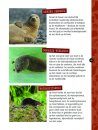 Zoogdieren [Mammals]