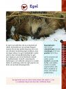 Zoogdieren [Mammals]
