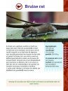 Zoogdieren [Mammals]
