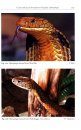 The Snakes of Java, Bali and Surrounding Islands