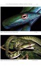 The Snakes of Java, Bali and Surrounding Islands