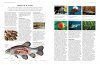 The Illlustrated Encyclopedia of Fish & Shellfish and Other Aquatic Creatures of the World