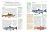 The Illlustrated Encyclopedia of Fish & Shellfish and Other Aquatic Creatures of the World