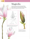 Beginner's Guide to Botanical Flower Painting