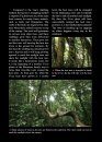 Amazing Rainforest of Borneo