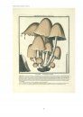 MykoLibri, die Bibliothek der Pilzbücher - Special Edition [The Library of Great Mushroom Books] (2-Volume Set)