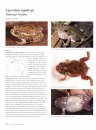 Tadpoles and Frogs of Australia