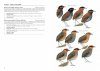 Antpittas and Gnateaters