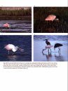 Birdlife of the Gulf of Mexico